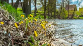 Jezioro Gawlik na początku później wiosny, maj 2021 r. - zdjęcie 23