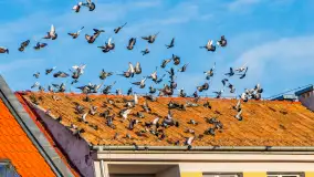 Mikołajki zimą, wersja jeszcze bez śniegu, luty 2025 r. - zdjęcie 15