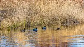 Przedwiośnie w Węgorzewie nad kanałem Młyńskim, marzec 2025 r. - zdjęcie 6