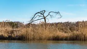 Jaz w Kwiku, marzec 2025r. - zdjęcie 15