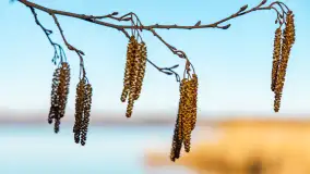 Pole biwakowe nad jeziorem Śniardwy. Okartowo, marze  2025r. - zdjęcie 25