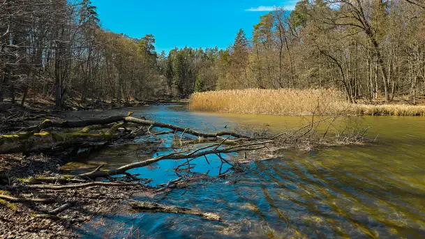 Rezerwat Przyrody Krutynia na wiosennych ujęciach, kwiecień 2025 r. - zdjęcie 9