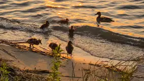 Zachód słońca w Pierkunowie, jezioro Kisajno, czerwiec 2025 r. - zdjęcie 6