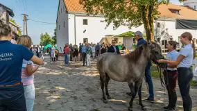 Fotorelacja - 70 lat konika polskiego w Popielnie – jubileuszowe spotkanie - zdjęcie 9
