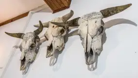 Fotorelacja - 70 lat konika polskiego w Popielnie – jubileuszowe spotkanie - zdjęcie 68