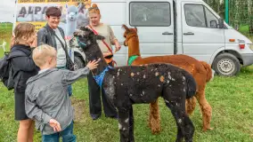 Sulimiada 2025 – przegląd źrebiąt i rodzinny piknik w Sulimach - zdjęcie 24