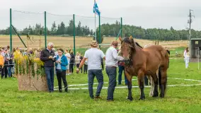 Sulimiada 2025 – przegląd źrebiąt i rodzinny piknik w Sulimach - zdjęcie 15