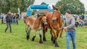 Sulimiada 2025 – przegląd źrebiąt i rodzinny piknik w Sulimach - zdjęcie 13