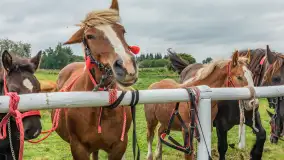 Sulimiada 2025 – przegląd źrebiąt i rodzinny piknik w Sulimach - zdjęcie 2