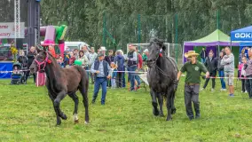 Sulimiada 2025 – przegląd źrebiąt i rodzinny piknik w Sulimach - zdjęcie 32