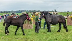 Sulimiada 2025 – przegląd źrebiąt i rodzinny piknik w Sulimach - zdjęcie 49