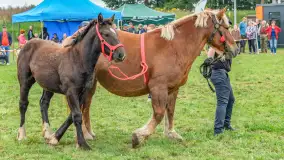 Sulimiada 2025 – przegląd źrebiąt i rodzinny piknik w Sulimach - zdjęcie 38