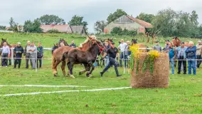 Sulimiada 2025 – przegląd źrebiąt i rodzinny piknik w Sulimach - zdjęcie 42