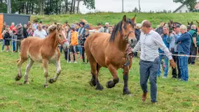 Sulimiada 2025 – przegląd źrebiąt i rodzinny piknik w Sulimach - zdjęcie 67