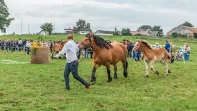 Sulimiada 2025 – przegląd źrebiąt i rodzinny piknik w Sulimach - zdjęcie 115