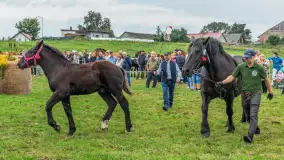 Sulimiada 2025 – przegląd źrebiąt i rodzinny piknik w Sulimach - zdjęcie 76