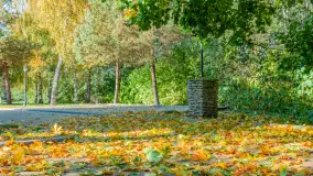 Jesienna wersja Ognistego Ptaka w Ogonkach, październik 2025 r. - zdjęcie 39