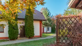 Jesienna wersja Ognistego Ptaka w Ogonkach, październik 2025 r. - zdjęcie 41