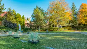 Jesienna wersja Ognistego Ptaka w Ogonkach, październik 2025 r. - zdjęcie 28