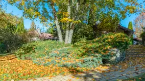 Jesienna wersja Ognistego Ptaka w Ogonkach, październik 2025 r. - zdjęcie 25