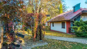 Jesienna wersja Ognistego Ptaka w Ogonkach, październik 2025 r. - zdjęcie 38