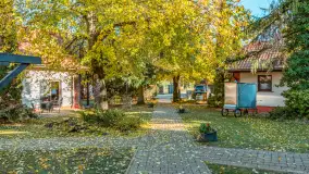 Jesienna wersja Ognistego Ptaka w Ogonkach, październik 2025 r. - zdjęcie 37