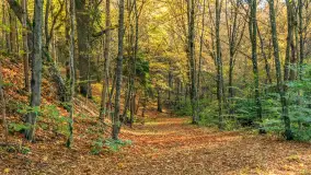 Jesień w Rezerwacie Przyrody Krutynia, październik 2025 r. - zdjęcie 28