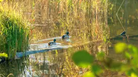 Jesień w Rezerwacie Przyrody Krutynia, październik 2025 r. - zdjęcie 58