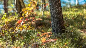 Mazurska jesień nad jeziorem Wesołek, październik 2025 r. - zdjęcie 4