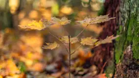 Spacer po Lesie Miejskim w Giżycku, listopad 2025 r. - zdjęcie 47