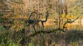 Spacer po Lesie Miejskim w Giżycku, listopad 2025 r. - zdjęcie 45