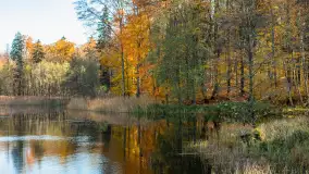 Spacer po Lesie Miejskim w Giżycku, listopad 2025 r. - zdjęcie 31