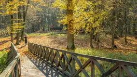 Spacer po Lesie Miejskim w Giżycku, listopad 2025 r. - zdjęcie 30