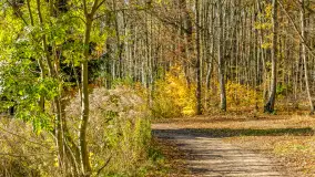 Spacer po Lesie Miejskim w Giżycku, listopad 2025 r. - zdjęcie 60