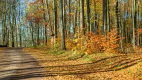 Spacer po Lesie Miejskim w Giżycku, listopad 2025 r. - zdjęcie 19