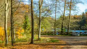 Spacer po Lesie Miejskim w Giżycku, listopad 2025 r. - zdjęcie 32