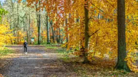 Spacer po Lesie Miejskim w Giżycku, listopad 2025 r. - zdjęcie 25