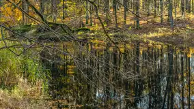 Spacer po Lesie Miejskim w Giżycku, listopad 2025 r. - zdjęcie 26