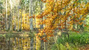 Spacer po Lesie Miejskim w Giżycku, listopad 2025 r. - zdjęcie 3