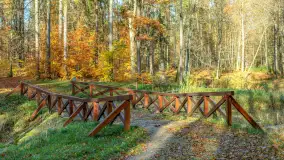 Spacer po Lesie Miejskim w Giżycku, listopad 2025 r. - zdjęcie 8