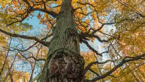 Jesień w Rezerwacie Przyrody Sztynort, październik 2025 r. - zdjęcie 10