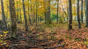 Jesień w Rezerwacie Przyrody Sztynort, październik 2025 r. - zdjęcie 36