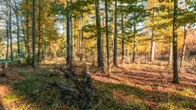 Jesień w Rezerwacie Przyrody Sztynort, październik 2025 r. - zdjęcie 9