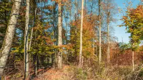 Jesień w Rezerwacie Przyrody Sztynort, październik 2025 r. - zdjęcie 42