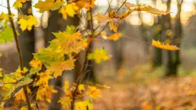 Końcówka mazurskiej, złotej jesieni, listopad 2025 r. - zdjęcie 22