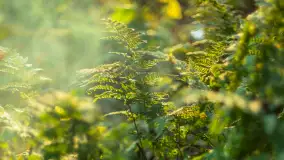 Końcówka mazurskiej, złotej jesieni, listopad 2025 r. - zdjęcie 4