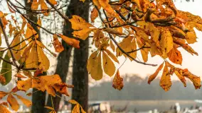 Zachód słońca, końcówka kolorów jesieni w Sztynorcie, listopad 2025 r. - zdjęcie 21