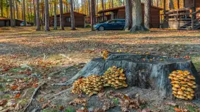 Jesień nad jeziorem Nidzkim, port i ośrodek Wodnik, Ruciane-Nida, październik 2025 r. - zdjęcie 10