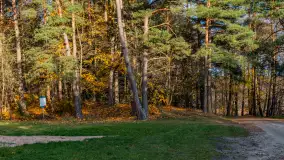 Końcówka jesieni przy śluzie Przerwanki, listopad 2025 r. - zdjęcie 26