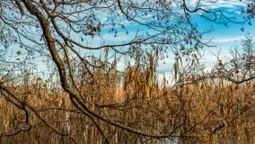 Końcówka jesieni przy śluzie Przerwanki, listopad 2025 r. - zdjęcie 27